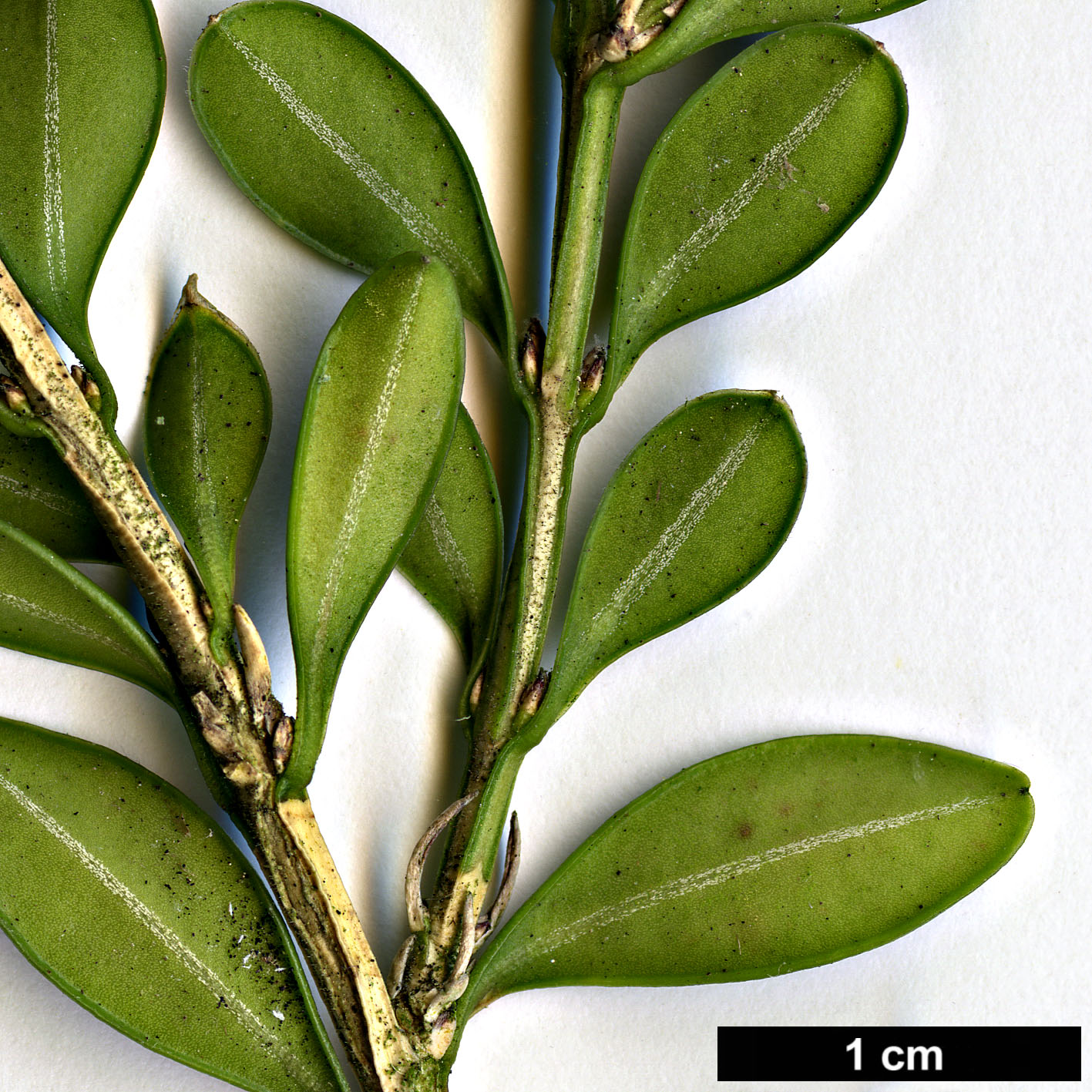 High resolution image: Family: Buxaceae - Genus: Buxus - Taxon: microphylla - SpeciesSub: var. riparia